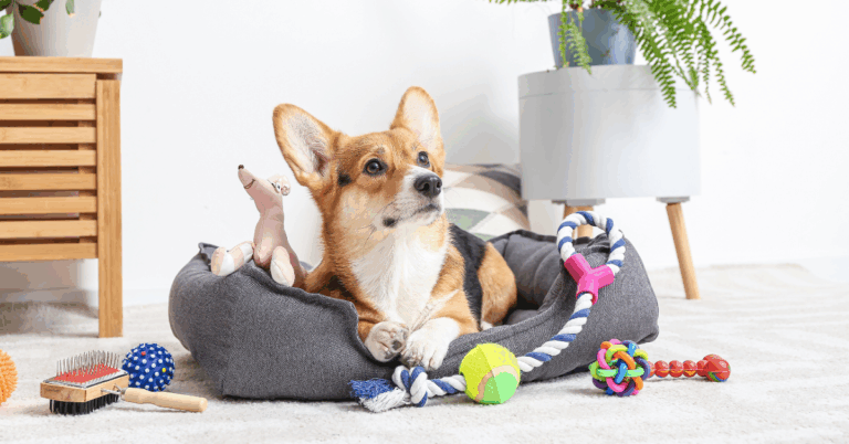 Acessórios para Cachorros em Apartamento