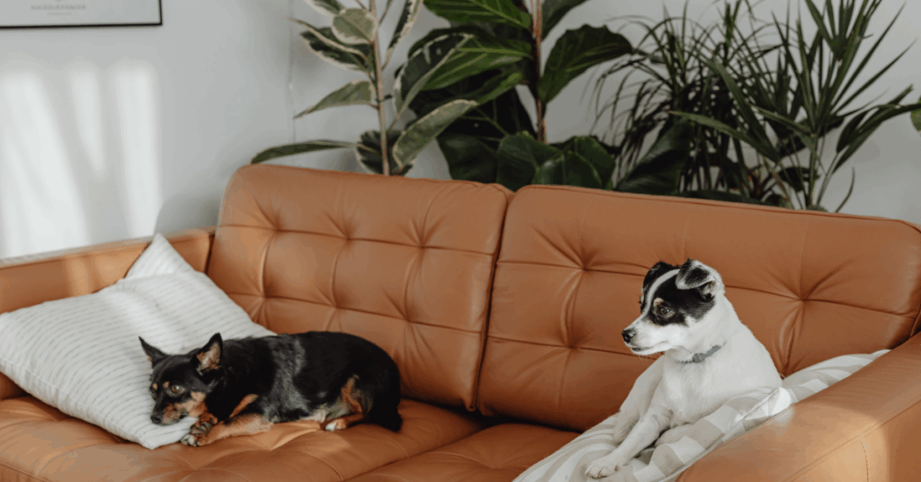 Área verde para cachorro