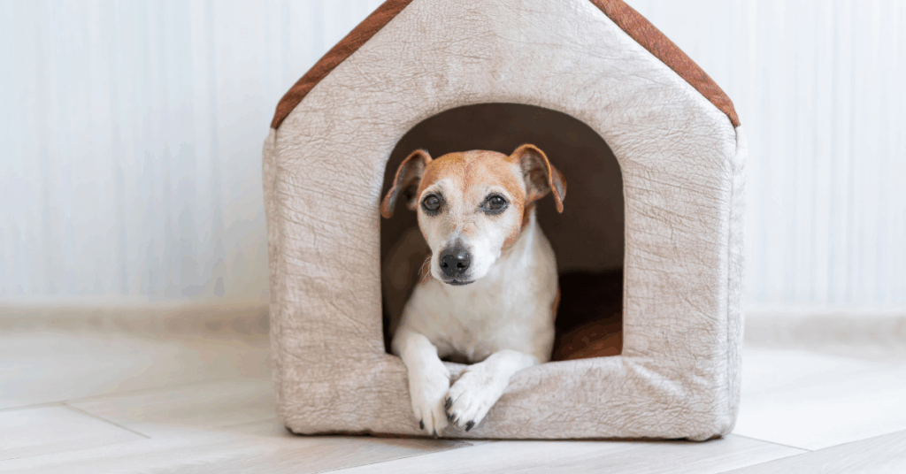 Casinhas para cachorro