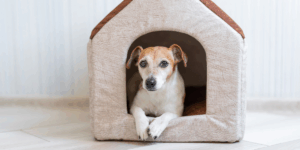 Casinhas para cachorro