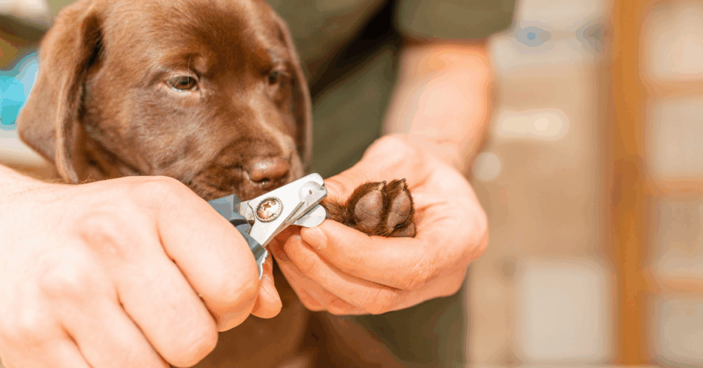 Cortar Unhas do Cachorro Pequeno