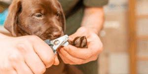Cortar Unhas do Cachorro Pequeno