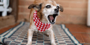 Latidos em Apartamento