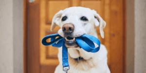 Passeios rápidos para cães