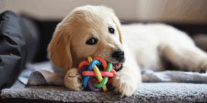 Produtos para cães pequenos