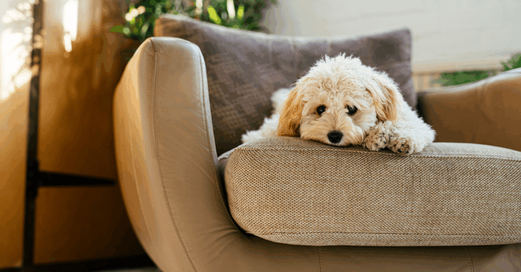 Sinais de Cachorro Infeliz no Apartamento