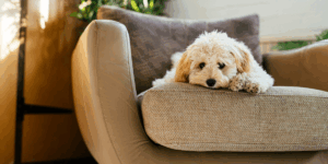 Sinais de Cachorro Infeliz no Apartamento