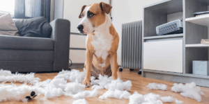 Sinais de estresse em cachorros