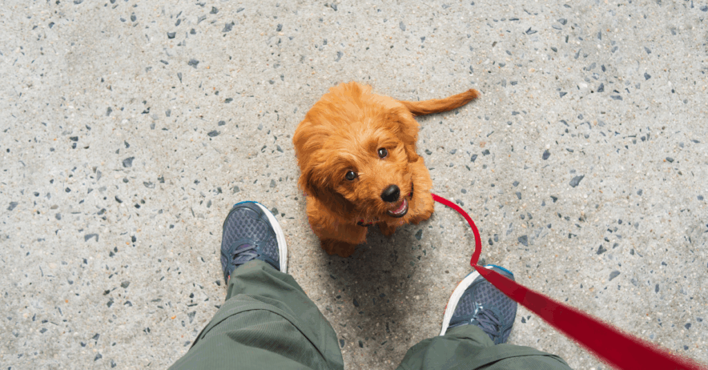 Treinamento para cães em apartamentos pequenos