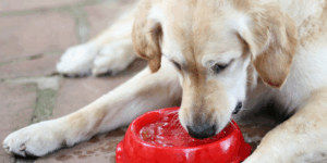 água fresca para cães