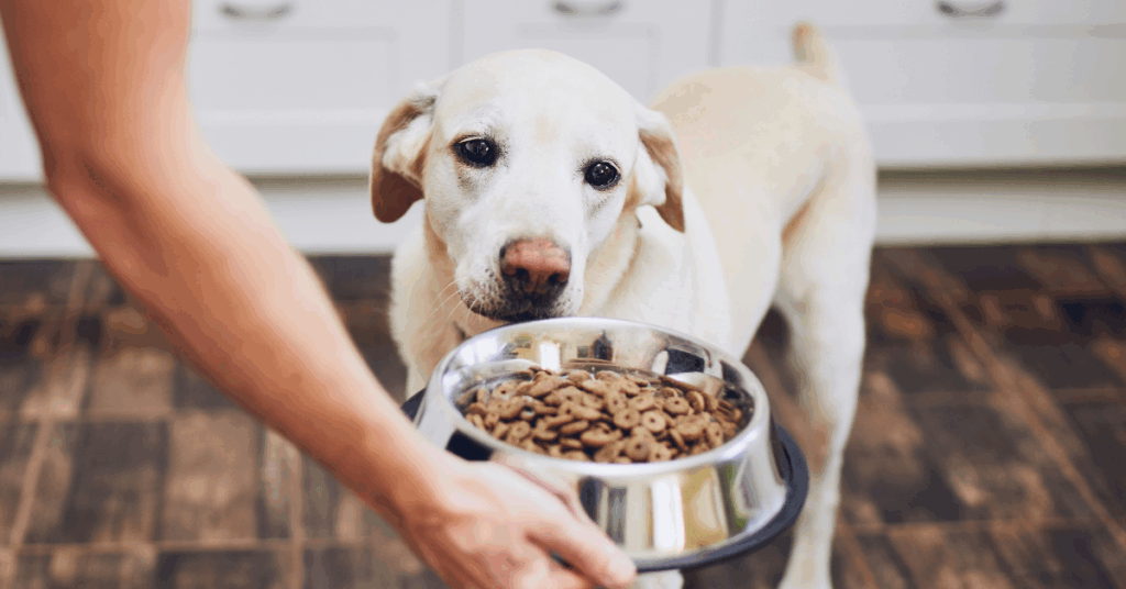 alimentação saudável para cães