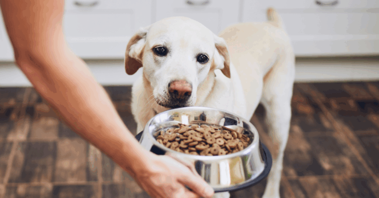 alimentação saudável para cães