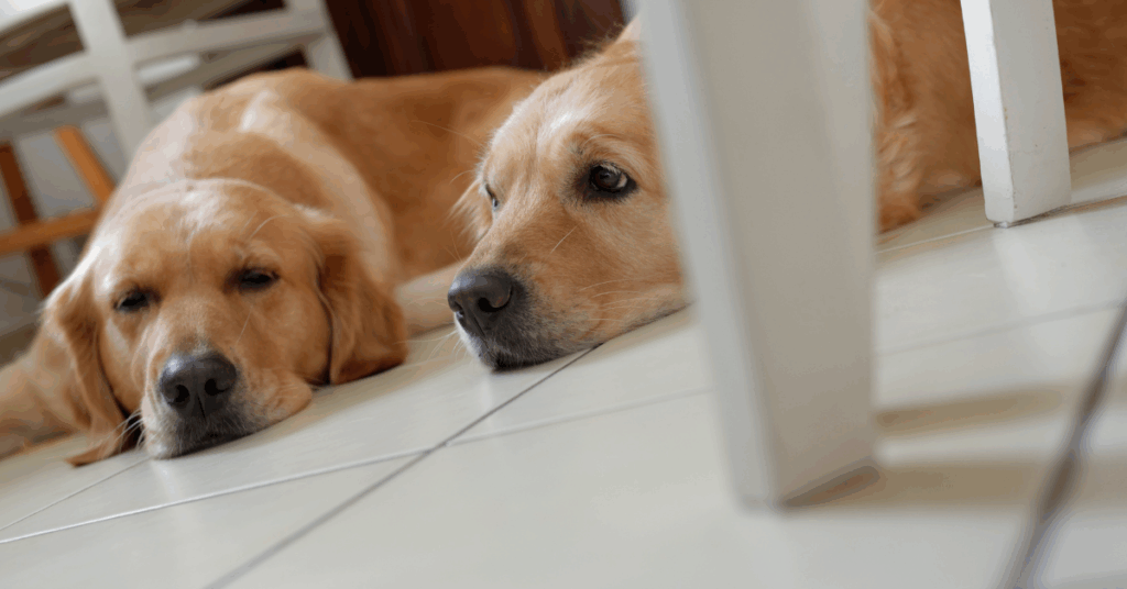 ansiedade em cachorros