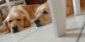 ansiedade em cachorros