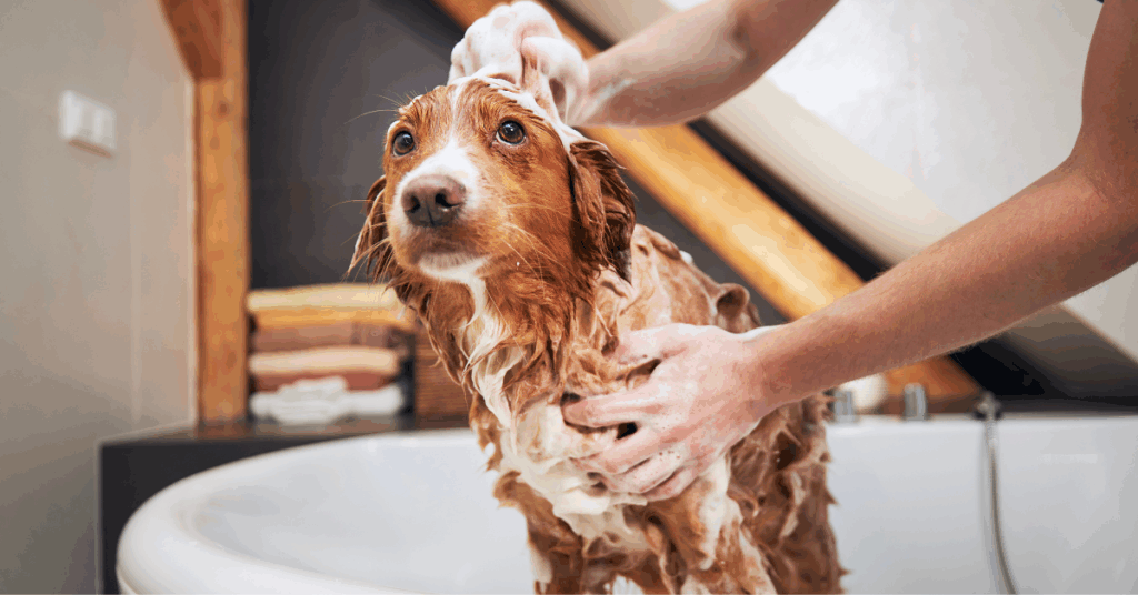 banho em casa para cachorro