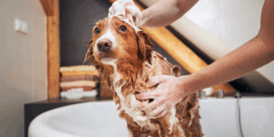 banho em casa para cachorro