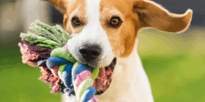 brinquedos caseiros para cães