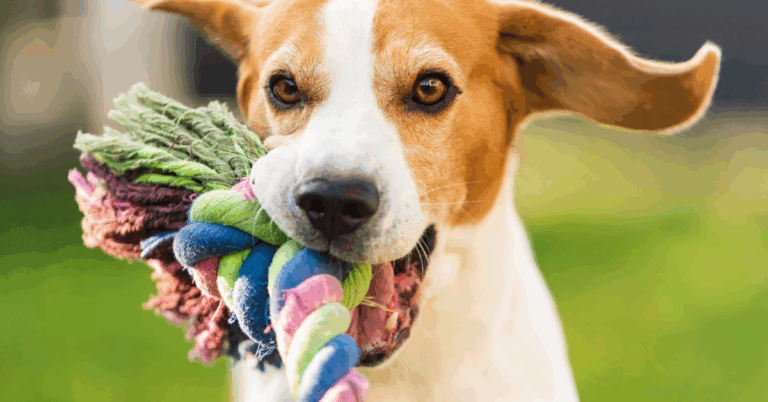 brinquedos caseiros para cães