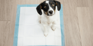 espaço de higiene para cachorro