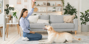 estimulação para cães