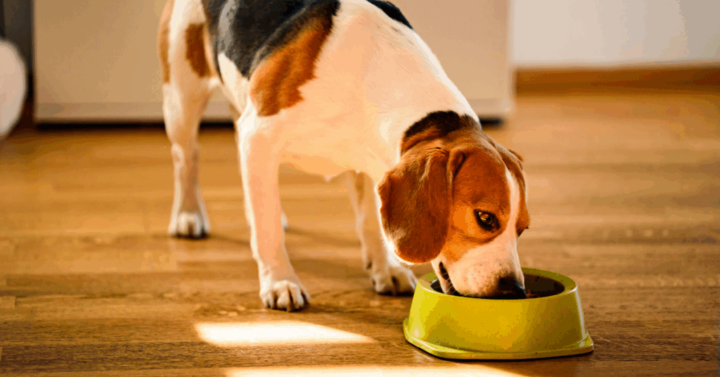 organização pet em apartamento