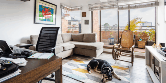 organizar espaço pet em apartamento