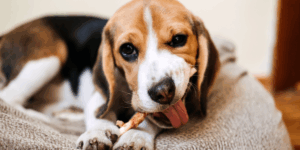 petiscos caseiros para cachorro