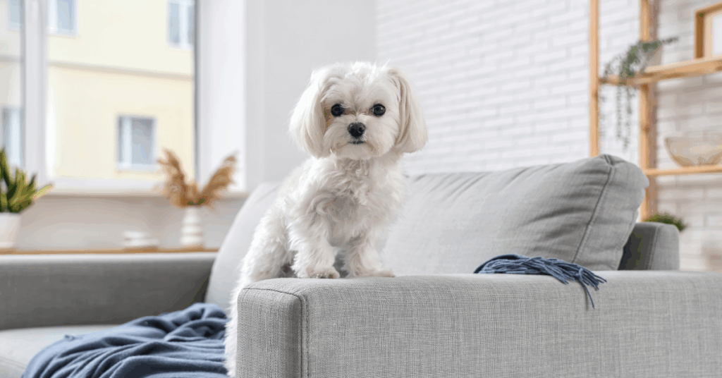 segurança para cachorro