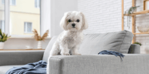 segurança para cachorro