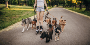 socialização de cães em apartamento
