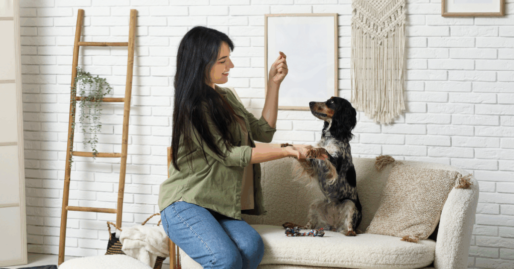 treino para cães em apartamento