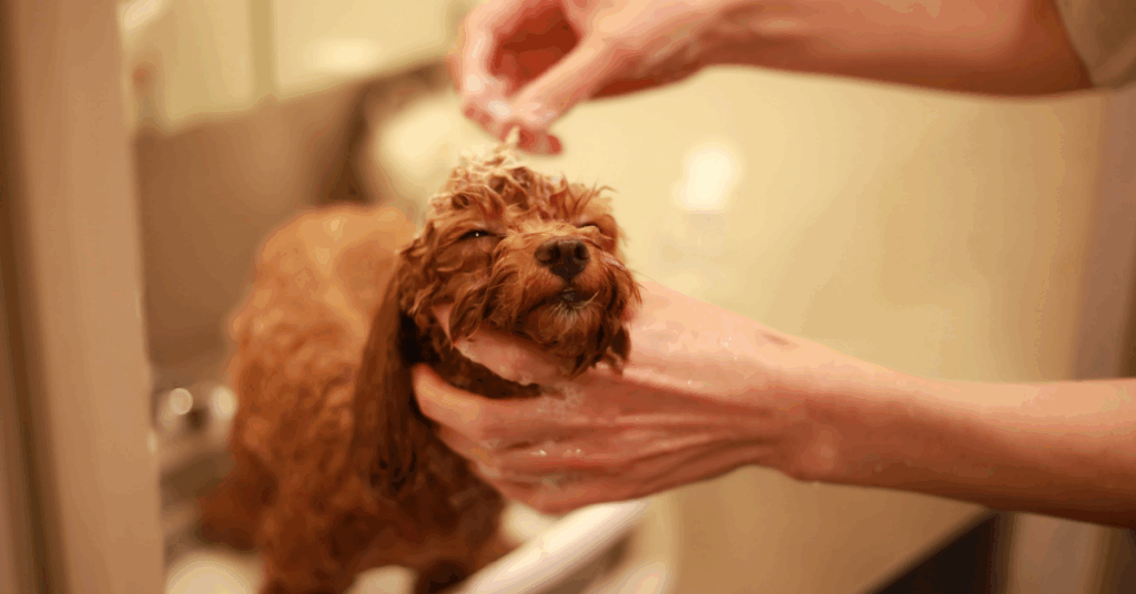 truques de banho em cães pequenos