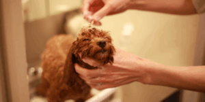 truques de banho em cães pequenos