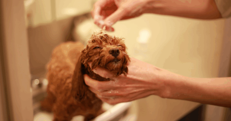 truques de banho em cães pequenos