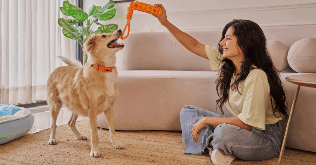 dicas para pet em apartamento